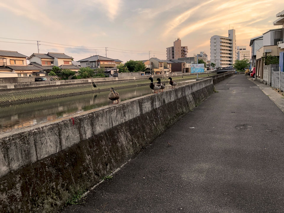 河川敷の鴨の家族